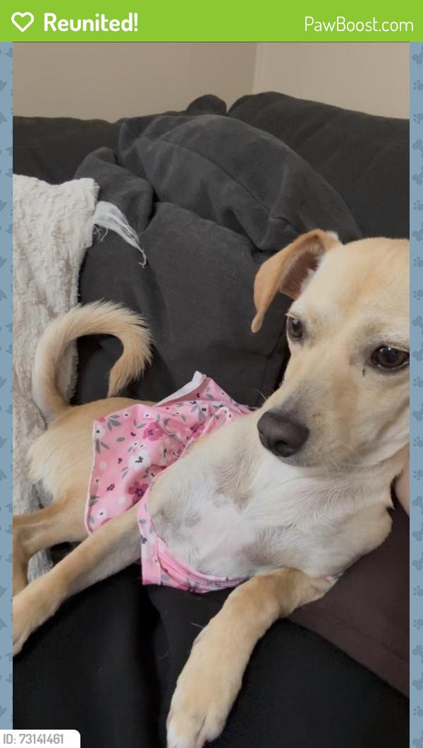 Reunited Female Dog last seen Near Medical center and Highland ave, San Bernardino, CA 92411