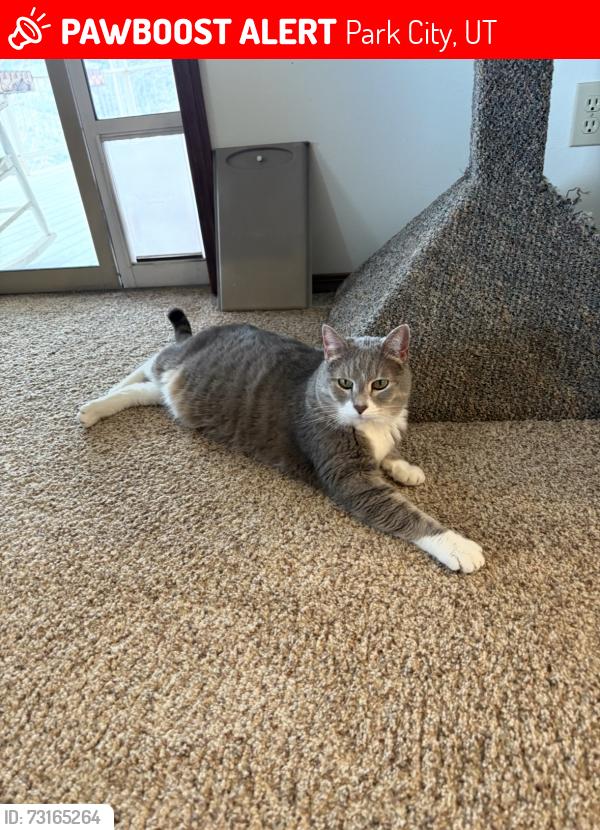 Lost Male Cat last seen Near upper iron horse loop, Park City, UT 84060