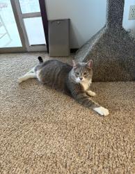 Lost Male Cat last seen Near upper iron horse loop, Park City, UT 84060