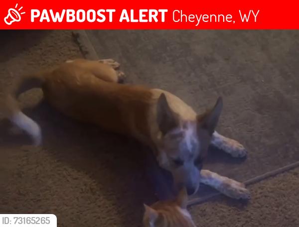 Lost Male Dog last seen South Greeley highway, Cheyenne, WY 82007