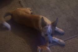 Lost Male Dog last seen South Greeley highway, Cheyenne, WY 82007