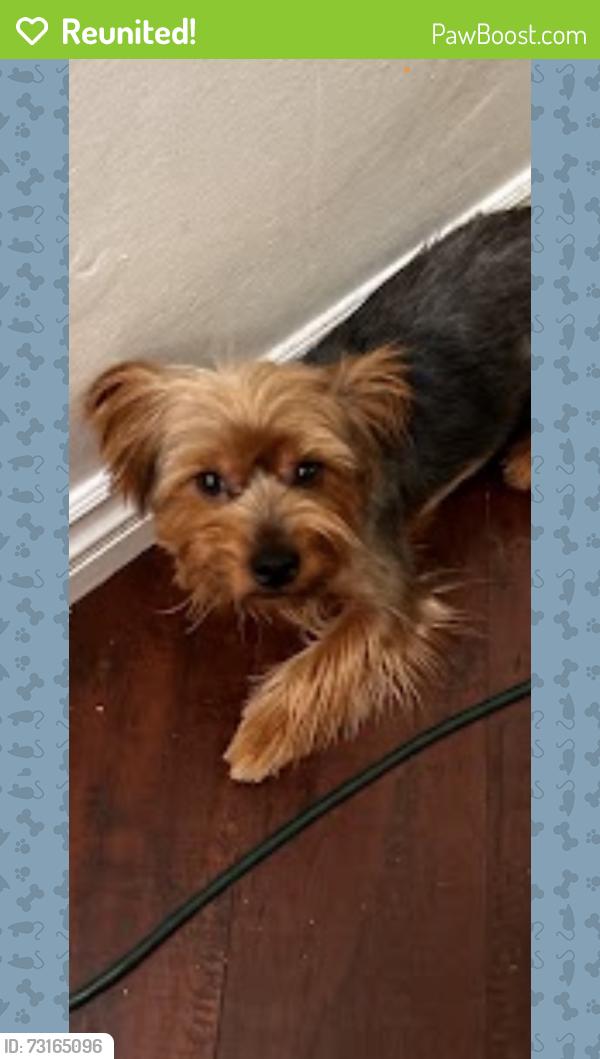Reunited Male Dog last seen On wass st and Newport ave, Tustin, CA 92780