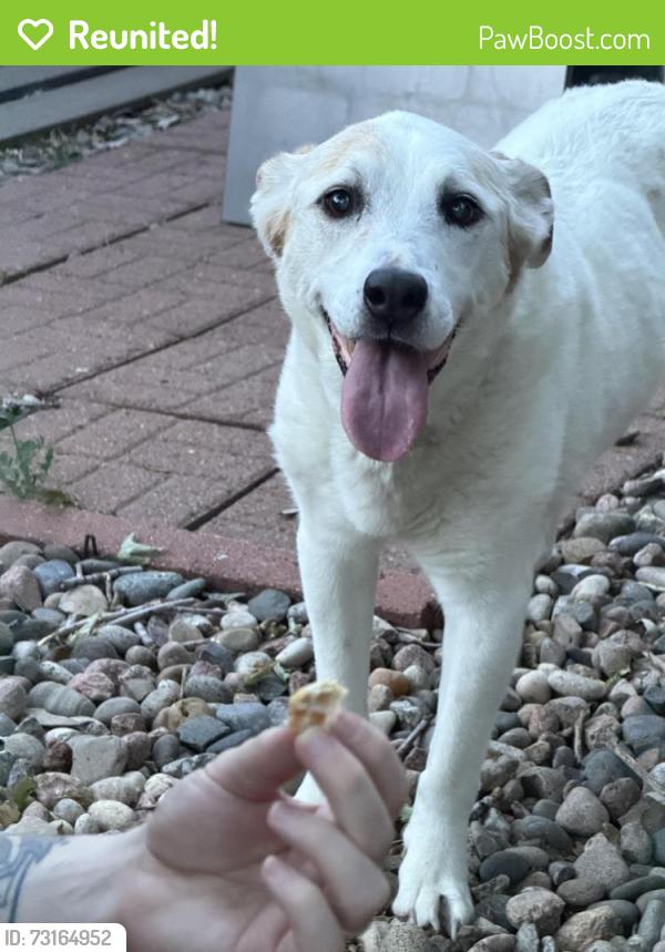 Reunited Female Dog last seen Near s garrison way, Littleton, CO 80128