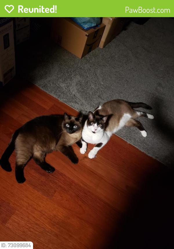 Reunited Female Cat last seen Balfour Rd/Shadow lakes 94513, Brentwood, CA 94513