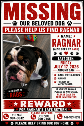 Lost Male Dog last seen He was last seen on Rosa Street and in Thermal, Thermal, CA 92274