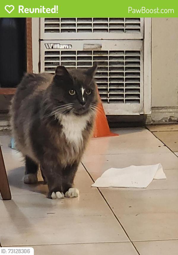 Reunited Female Cat last seen E 14th, Oakland, CA 94603