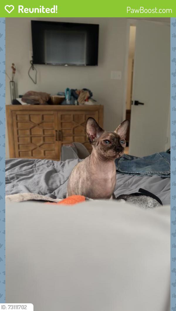 Reunited Female Cat last seen Bay Dr SE & Pryor RD SE, Fort Walton Beach, FL 32548