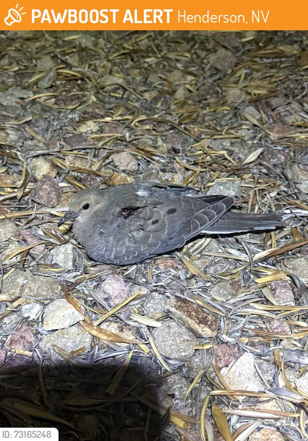 Found/Stray Unknown Bird last seen Arroyo Grande and Paseo Verde, Henderson, NV 89012