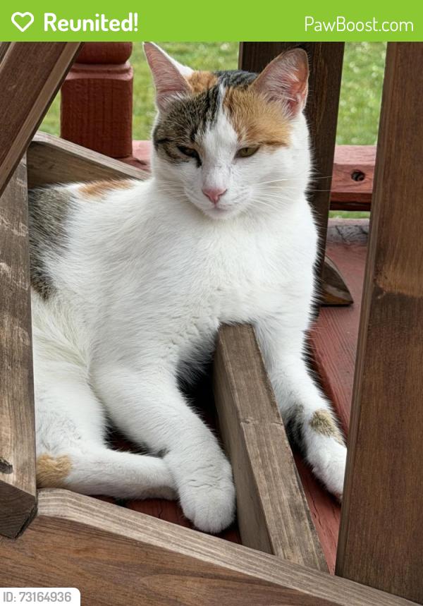 Reunited Female Cat last seen Berwyn, Evans, Hilspach, Филадельфия, PA 19115