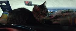 Reunited Male Cat last seen Near Cleveland Blvd, Caldwell, ID 83605, USA, Caldwell, ID 83605