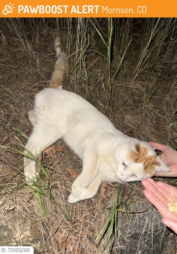 Found/Stray Male Cat last seen Mariposa dr and Ault Ln, Morrison, CO 80465