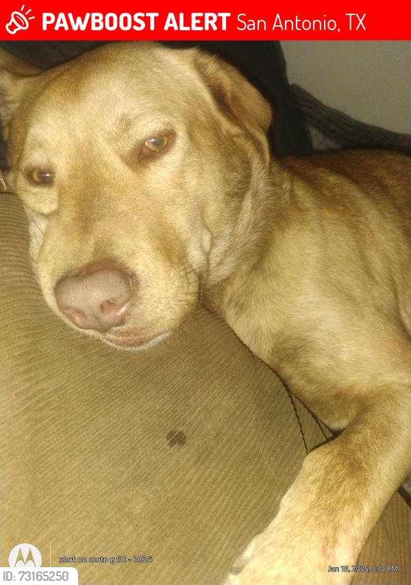 Lost Male Dog last seen 19th street, San Antonio, TX 78207