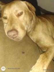 Lost Male Dog last seen 19th street, San Antonio, TX 78207