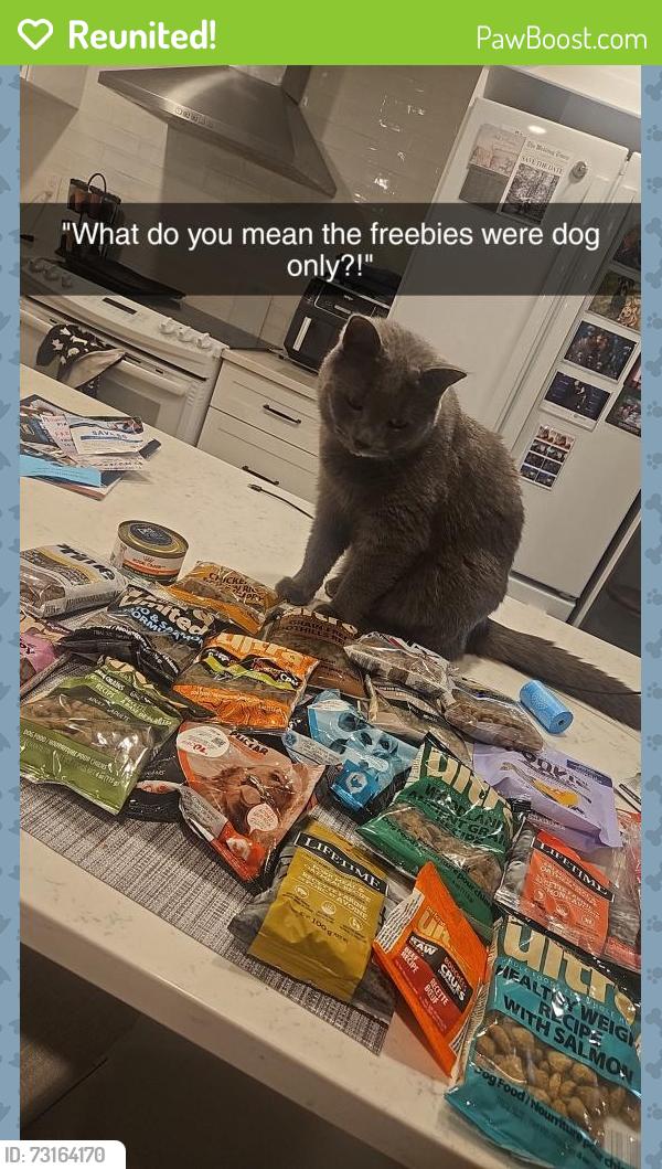 Reunited Male Cat last seen Smith and William, Central Elgin, ON N5L 1C6