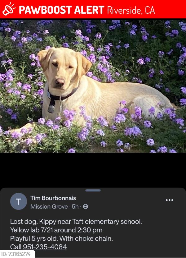 Lost Female Dog last seen Taft Elementary School, Riverside, CA 92506