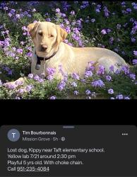 Lost Female Dog last seen Taft Elementary School, Riverside, CA 92506