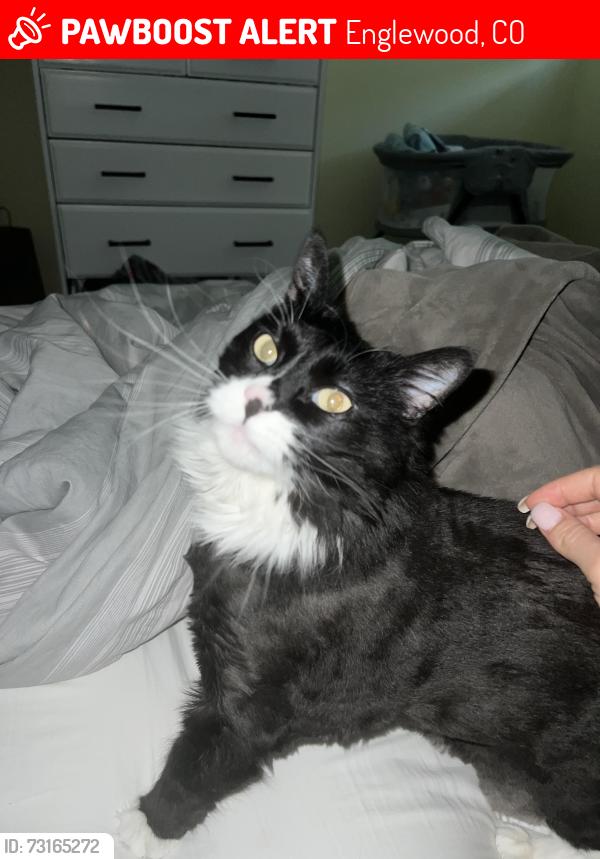 Lost Female Cat last seen Hampden and Gilpin, Englewood, CO 80113