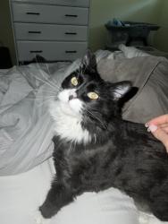 Lost Female Cat last seen Hampden and Gilpin, Englewood, CO 80113