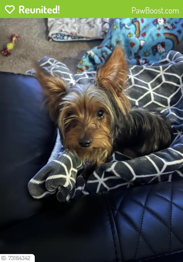 Reunited Male Dog last seen Rumble Rd and Hemminger, Modesto, CA 95355