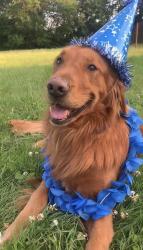 Reunited Male Dog last seen 169th st hammond, Hammond, IN 46324