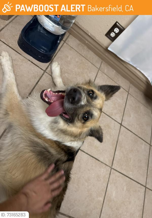 Found/Stray Male Dog last seen Bakersfield, Bakersfield, CA 93301