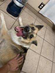 Found/Stray Male Dog last seen Bakersfield, Bakersfield, CA 93301