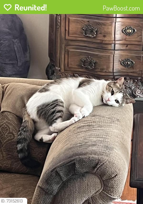 Reunited Male Cat last seen Stonehouse Rd and Main st, Trumbull, CT 06611