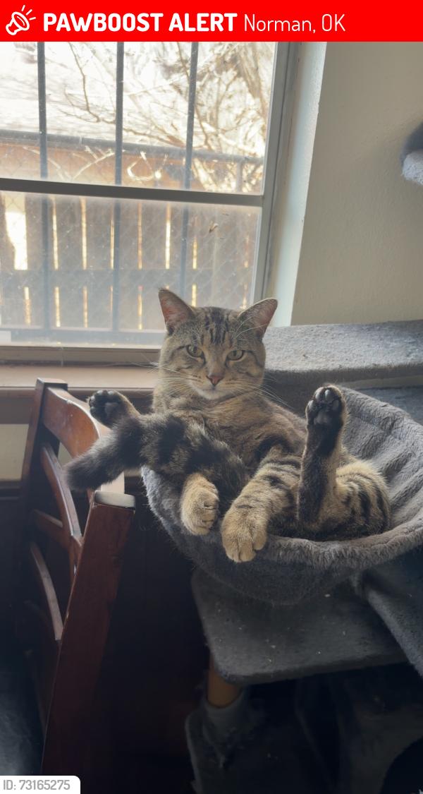 Lost Male Cat last seen Silver creek cir and beacon ave, Norman, OK 73071