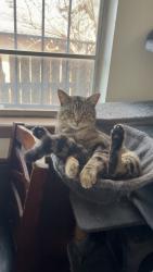 Lost Male Cat last seen Silver creek cir and beacon ave, Norman, OK 73071