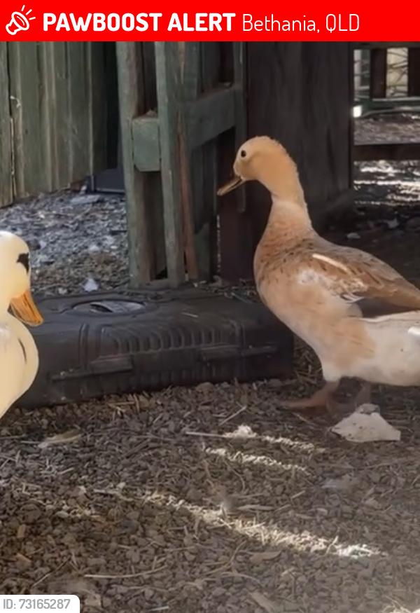 Lost Female Bird last seen Bethania trainstation, Bethania, QLD 4205
