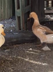 Lost Female Bird last seen Bethania trainstation, Bethania, QLD 4205