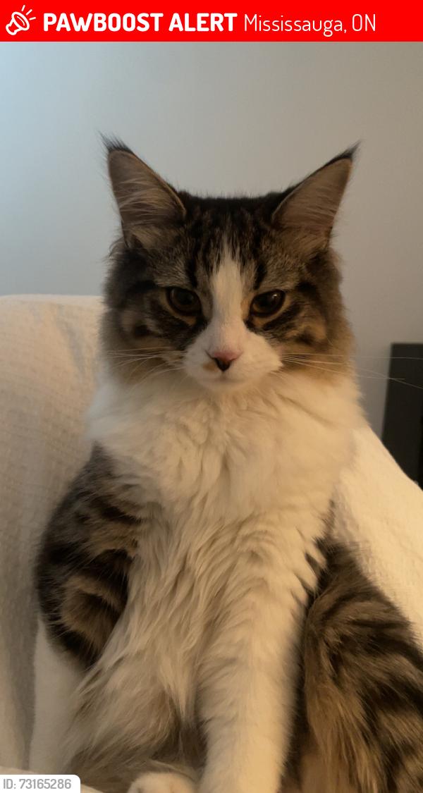 Lost Male Cat last seen Coachman Circle, Churchill meadows, Mississauga, Mississauga, ON 