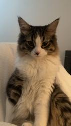 Lost Male Cat last seen Coachman Circle, Churchill meadows, Mississauga, Mississauga, ON 