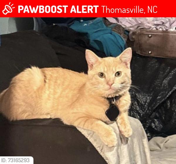 Lost Male Cat last seen Liberty drive, Thomasville, NC 27360