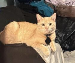 Lost Male Cat last seen Liberty drive, Thomasville, NC 27360