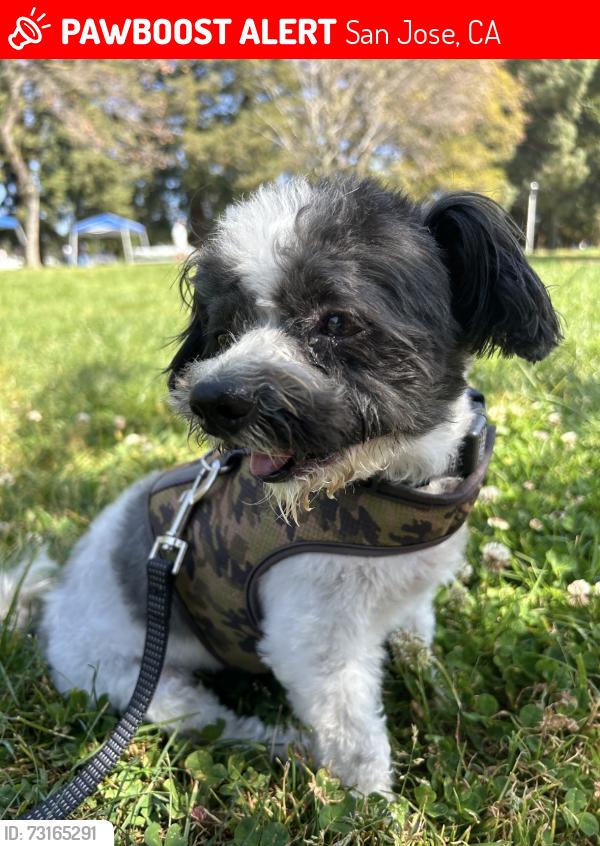 Lost Male Dog last seen Topaz, San Jose, CA 95117