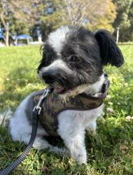 Lost Male Dog last seen Topaz, San Jose, CA 95117