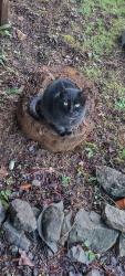 Lost Female Cat last seen Elkhead and eagle valley rd, Yoncalla, OR 97499