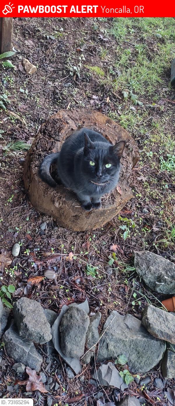 Lost Female Cat last seen Elkhead and eagle valley rd, Yoncalla, OR 97499