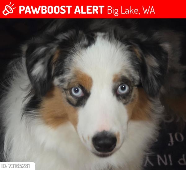 Lost Female Dog last seen South andal road, Big Lake, WA 98274