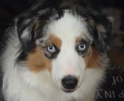 Lost Female Dog last seen South andal road, Big Lake, WA 98274