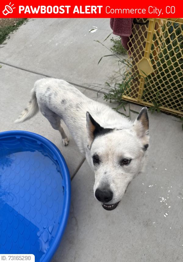 Lost Female Dog last seen Pioneer Park, Commerce City, CO 80022
