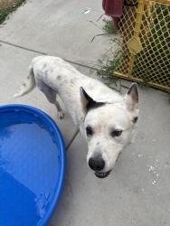 Lost Female Dog last seen Pioneer Park, Commerce City, CO 80022