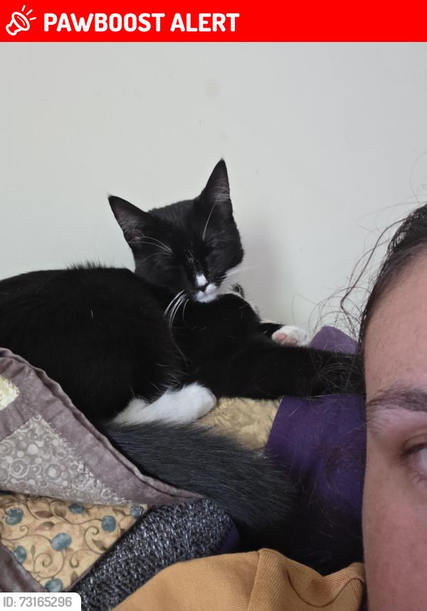 Lost Female Cat last seen Warndon villages, Worcestershire, England WR4 0DT