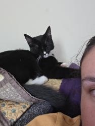 Lost Female Cat last seen Warndon villages, Worcestershire, England WR4 0DT