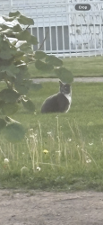 Found/Stray Female Cat last seen Near new lawn, Kearny, NJ 07032