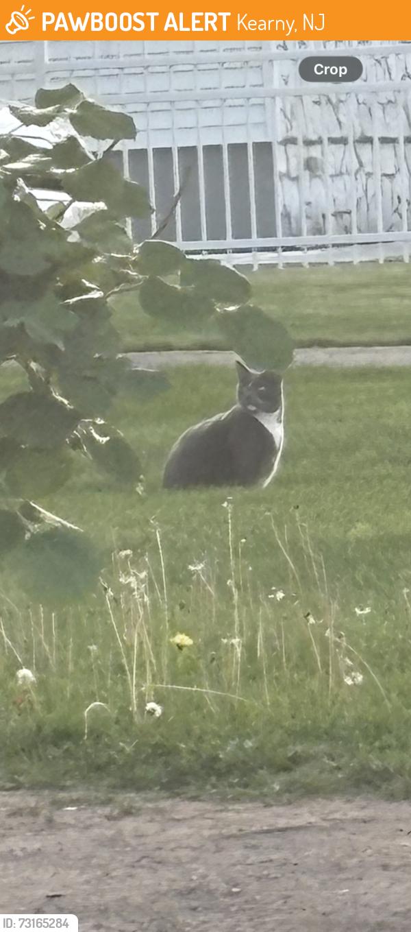 Found/Stray Female Cat last seen Near new lawn, Kearny, NJ 07032