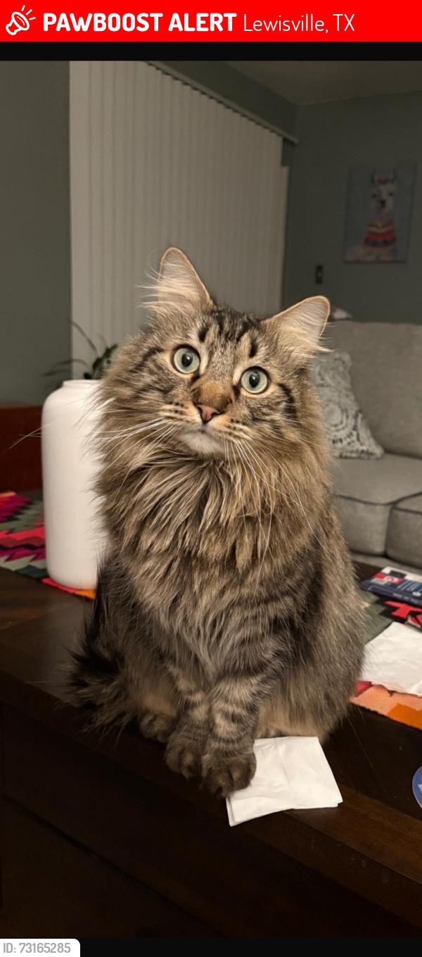 Lost Male Cat last seen Lewisville, Lewisville, TX 75067