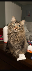 Lost Male Cat last seen Lewisville, Lewisville, TX 75067