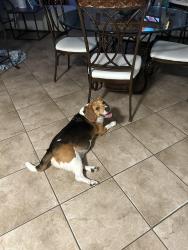 Lost Male Dog last seen Louise Cabaniss Academy of Scholars, Cesareo Dr, Clemente Dr, Rocco Dr, Crescenzio Dr Grand PrairieTX, Grand Prairie, TX 75052